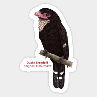 Dusky Broadbill | Corydon sumatranus Sticker